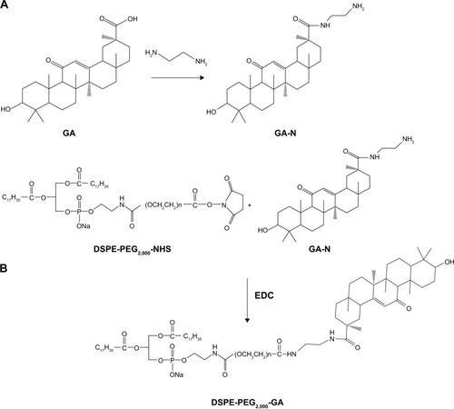 Figure 2 Synthesis of GA-N (A) and DSPE-PEG2,000-GA (B).Abbreviations: GA-N, diamine-modified glycyrrhetinic acid; DSPE, 1,2-distearoyl-sn-glycero-3-phosphoethanolamine; PEG, polyethylene glycol; NHS, N-hydroxysuccinimide; EDC, 1-ethyl-3-(3-dimethylaminopropyl)carbodiimide.
