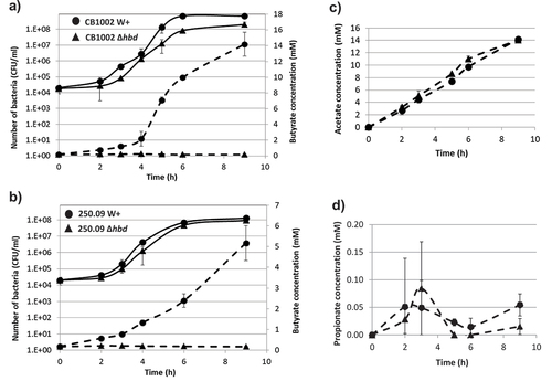Figure 1. Growth curves (full lines) and butyrate production (dotted lines) of wild-type (●) or hbd-knockout (▲) (a) C. butyricum CB1002 and (b) Clostridium neonatale 250.09 strains. Data are average of three independent experiments.