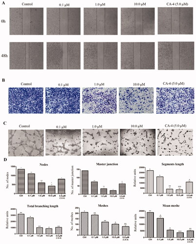 Figure 5. Compound 29e showed antivascular activity in vitro. (A) The wound-healing assay was used to evaluate the migration of HUVEC cells, and images were captured at 0 h and 48 h after treatments with 29e. (B) The invasion suppressing effects of 29e against HUVECs cells by Transwell assay. (C) Typical images depicting tubule formation of HUVEC cells by treatments with 29e for 6 h. (D) Quantitative analysis of the migration ability of HUVEC tubule formation.