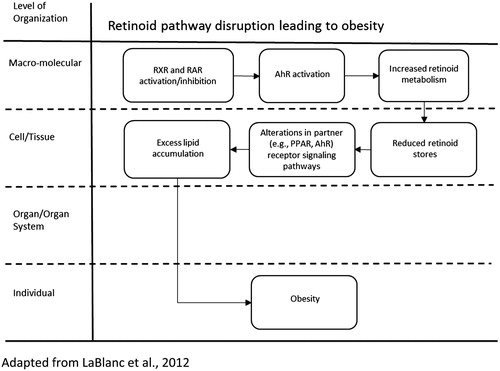 Figure 13. Retinoid disruption AOP leading to obesity.