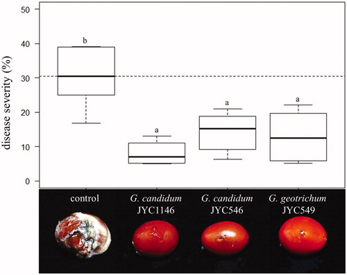 Figure 4. Efficacy of VOCs produced by the antagonistic fungi in postharvest control of Athelia rolfsii JYC2163 on the marketed cherry tomato. The dashed line indicates the median number of disease severity [symptom area/total area] without the effect of the antagonistic yeast. Letters indicate significant pairwise differences (Tukey's all-pair comparisons using the beta regression model, p < 0.05).