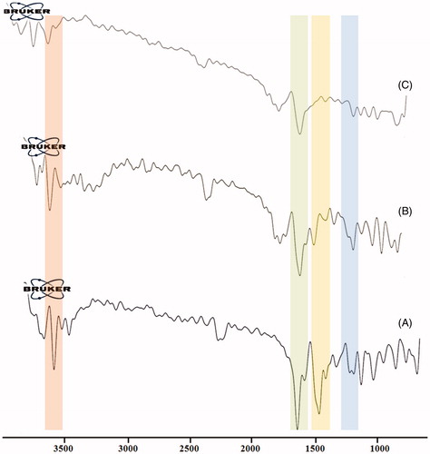 Figure 7. FT-IR spectra of (A) SMV, (B) physical mixture (SMV, poloxamer 188, GMS) and (C) SMV-loaded optimized NLC formulation.