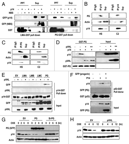 Figure 5. Direct interaction between p14/ARF-progerin can be blocked by pVHL. (A) p14/ARF (p14) directly and specifically interacts with progerin. GST-progerin (bead; PG) and GST-Lamin A (LMA) were incubated with p14- or p14-/NBS-transfected 293 lysates for 2 h at RT. Precipitated proteins with GST-beads were subjected to SDS-PAGE and WB analysis. (B and C) Interaction of p14/ARF and progerin in C2 and HGPS (HS) cells. Each cell lysate was incubated with p14 Ab or Progerin Ab. After IP, associated progerin, or p14, was detected by SDS-PAGE and WB. Actin was used as a control. (D) pVHL blocks the interaction between p14-progerin. Using GST-PG, a pull-down assay was performed. Associated p14 was diminished by the addition of pVHL-lysate. Instead, pVHL was associated with progerin (GST-PG). (E) GST pull-down assay using GST-p14. The association of p14-progerin was confirmed by GST-p14 and GFP-PG lysate. In addition, other types of Lamin proteins did not show an interaction with GST-p14. Moreover, pVHL could block the interaction between GST-p14 and GFP-PG. (F) Progerin (PG) blocked the interaction between p53-p14. The interaction between GST-p53 and p14 was reduced by the addition of PG-lysate. (G) Progerin (PG) regulates the half-life of p14. To address the effect of progerin on p14 half-life, we performed a pulse-chase analysis using CHX. The half-life of p14 (approximately 2 h) was obviously reduced by GFP-progerin (PG) transfection; whereas si-PG extended the half-life to 6 h. (G) pVHL extends the half-life of p14. Using a similar procedure, we also measured the effect of pVHL on the half-life of p14.