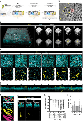 Figure 2. Invasion characteristics of Salmonella Typhimurium in the hITM. Aa Schematic depiction of the STm infection process. hITMs were inoculated with STm expressing GFP by administration to the apical compartment. Incubation at 37°C allowed bacterial adhesion and invasion of epithelial cells. After 1 h, extracellular bacteria were killed by high-gentamicin treatment of the hITM (50 µg/ml) for 0.5 h, followed by a medium-exchange to low-gentamicin conditions (10 µg/ml) for the rest of the assay. Samples were taken and analyzed at 0 h, 2 h, 4 h, 6 h, 8 h, 16 h and 24 h p.I. b Representative SEM images of infected hITM 1 h p.i. highlighting invasion by protuberances of the infected IEC membrane (red) and STm (yellow) on top of the IEC brush border in close proximity to the microvilli (n = 2). Scale bar: 1 µm. c Apical membrane area of the STm-infected hITM 1 h p.i. Representative 3D surface rendered images taken by confocal microscopy revealed sequential invasion steps characteristic for STm (n = 5). GFP expressing STm are depicted in yellow and F-actin stained by Phalloidin in gray. DAPI counterstaining is shown in cyan. Scale bar: 20 µm and scale bar in c1–5: 1 µm. d Representative microscope images (top view on 3D projection) of STm-infected hIITMs 0 h-24 h p.i. highlighting the existence of filamentous STm observed at 16 h and 24 h p.i. GFP expressing STm are shown in yellow and nuclear counterstaining by DAPI in cyan. Top panel represents merged images and the bottom panel visualizes STm-specific GFP signals in yellow as well as dotted cyan lines indicating nuclei. Scale bar: 5 µm (n = 3). e Side view on 3D projections from d showing intracellular migration of STm within the hITM over time. Dotted line indicates apical actin layer. Scale bar: 10 µm (n = 3). f Representative image of intracellular filamentous STm depicting bacterial DNA (cyan), bacterial cytoplasm with GFP (yellow), and the continuous bacterial membrane with LPS (magenta). Scale bar: 1 µm (n = 3). g Representative images from e of heterogeneous STm stages in individual host cells at 24 h p.i.: (1) formation of filamentous STm, (2) STm forming clusters, and (3) STm as single bacteria. Scale bar: 10 µm (n = 3). h Graph showing the quantification of the mean bacterial intracellular migration distance, given as negative distance from the apical membrane surface, of individual STm (analyzed number of bacteria per time point: 0 h: 43, 2 h: 34, 4 h: 32, 8 h: 52, 16 h: 204, 24 h: 185). Significance values are shown in the table below the graph. Significance was calculated by ordinary one-way ANOVAF and Tukey’s multiple comparisons test with ****= p≤ 0.0001, ***= p≤ 0.001, **= p≤ 0.01, *= p≤ 0.05, ns= p>0.05. Insignificant p-values are not displayed. i Bar diagram depicting the mean percentage with standard deviation of infected epithelial cells at 0 h, 2 h, 4 h, 8 h, 16 h, 24 h p.i. Infection rate was determined by measuring the relative proportion of GFP+ cells in the whole host cell population by flow cytometry (n = 3–5). STm: Salmonella Typhimurium, p.i.: post infection, SEM: scanning electron microscopy, IEC: intestinal epithelial cell, hITM: human intestinal tissue model.