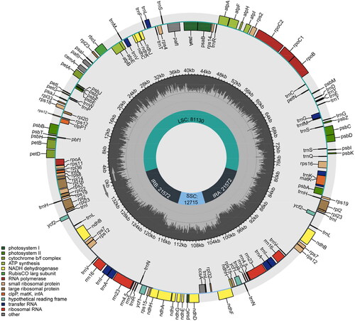 Figure 2. Circular genetic map of the chloroplast genome of H. marinum ssp. marinum. The map consists of three circles: the inner circle indicates the positions of the LSC, SSC, IRA, and IRB regions, respectively. The Middle circle represents the GC content. The outer circle displays genes of various functional categories, each depicted in different colors as illustrated in the lower left corner of the picture.
