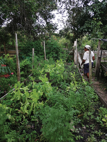 Figure 2. Vegetable garden near a woman’s house in a rural settlement in the Mojuí dos Campos-PA region.