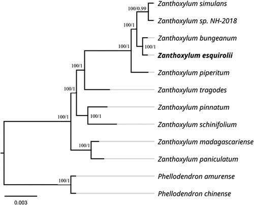 Figure 1. Maximum-likelihood phylogenetic tree of Z. esquirolii and other related species based on complete chloroplast genome sequences. Numbers near the nodes sequentially indicate ML/BI support values. The following sequences were used: Zanthoxylum simulans Hance NC_037482 (Hou et al. Citation2017), Zanthoxylum sp. NH-2018 MF716521, Zanthoxylum bungeanum Maxim NC_031386 (Liu and Wei Citation2017), Zanthoxylum esquirolii Levl. MZ676709, Zanthoxylum piperitum Maxim NC_027939 (Lee et al. Citation2016), Zanthoxylum tragodes NC_046747, Zanthoxylum pinnatum NC_046746, Zanthoxylum schinifolium Sieb. et Zucc. NC_046746, Zanthoxylum madagascariense NC_046744, Zanthoxylum paniculatum NC_046745, Phellodendron amurense Rupr. NC_035551 and Phellodendron chinense Schneid. MT916287.
