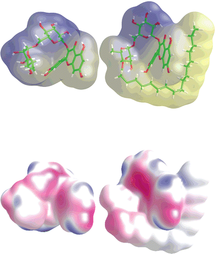 Figure 2.  Geometry of rutin and rutin stearate together with molecular lipophilic potential MLP (upper part) and molecular electrostatic potential MEP (lower). Potentials were calculated by VEGA program.