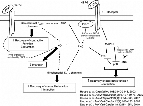 Figure 8.  Schematic depicting the intracellular signaling network of endogenous FGF2-induced cardioprotection against cardiac dysfunction and myocardial infarction. Our laboratory previously demonstrated that endogenously expressed FGF2 in heart resulted in cardioprotection (House et al. 2003; Liao et al. 2007, 2010) via PKC and ERK activation (House et al. 2005) and p38 (House et al. 2005) as well as JNK inhibition (Liao et al. 2007). This protein kinase activation or inhibition was modulated by cross-talk between PKC and MAPKs (House et al. 2005; House et al. 2007). Our recent data demonstrate an involvement of NO and KATP channels, directly or indirectly, to enhance post-ischemic recovery of cardiac function and/or reduce infarct size elicited by endogenous FGF2. Solid line indicates documented involvement of signaling cascade. Dashed line indicates potential pathway of protection. Upward arrow indicates improvement in recovery of post-ischemic contractile function and downward arrow indicates a reduction in infarct size.