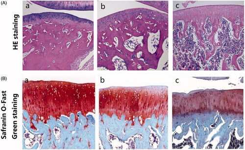 Figure 1. Identification of a rat model of OA induced by intra-articular injection of papain. (A) The HE staining of articular cartilage tissue of the rats in the control group (a), and the 1 week (b) or 2 weeks (c) after the last injection of papain (×100). (B) The safranin O-Fast Green staining of articular cartilage tissue of the rats in the control group (a), and the 1 week (b) or 2 weeks (c) after the last injection of papain (×200). Rats in the 1 week (b) or 2 weeks (b) after the last papain injection groups were injected with 4% papain solution (20 μL) in the right knee joint. Rats in the control group were injected with the same amount of normal saline only.