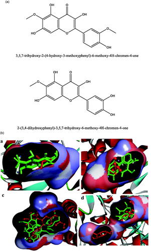 Figure 1. (a) Chemical structures of isolated compounds from E. pulcherrima. (b) Illustration of predicted docked poses of compounds 1 and 2 (indicated by green colour sticks) in the binding pocket of urease (a), tyrosinase (b), bovine serum albumin (c), and phosphodiesterase-I (d). All predicted conformations were created at the binding site of crystal structures, whereas existing co-crystallized compounds are bonded in the active site.