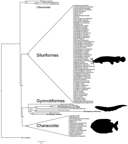 Figure 1. Phylogenetic relationships of gymnotiform electric knifefishes and allies based on maximum likelihood analysis of mitochondrial genomes. Numbers at nodes show bootstrap proportions. Mitochondrial genomes assembled for this study are in bold.