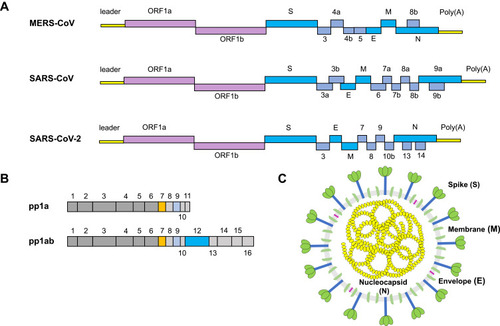 Figure 1 The structure of a coronavirus virion and genomic organization.
