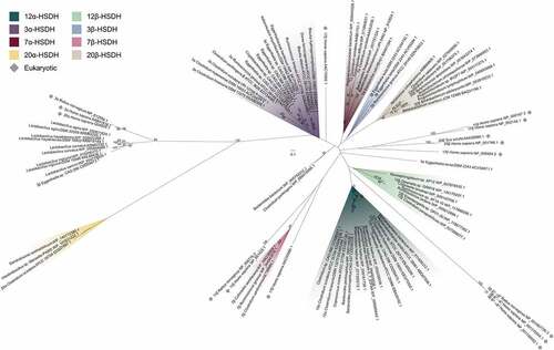 Figure 7. Maximum-likelihood phylogenetic analysis of regio- and stereospecific HSDHs. Clusters are shaded by function or marked as eukaryotic, as displayed in the legend. Sequences with experimentally determined activities are labeled with their function followed by organism and accession number. See Table S2 for sequence information