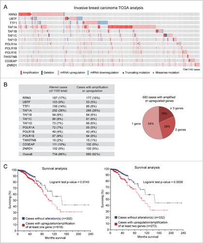 Figure 2. Amplification/upregulation of basal components of the Pol I transcription machinery in invasive breast cancer. (A) TCGA analysis shows that genes encoding for basal components of the Pol I transcription machinery are frequently altered in invasive breast carcinoma. (B) Most of the altered genes are amplified and/or upregulated (left); almost half of these cases show concomitant amplification/upregulation of 2 or more genes (right). (C) Patients with amplification/upregulation of at least 1 (left) or at least 2 (right) genes encoding for basal components of the Pol I machinery have a significantly worse prognosis than patients with no alterations in these genes.