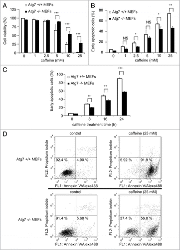 Figure 7 Cells without Atg7 expression are more resistant to caffeine-induced apoptosis. (A) After Atg7+/+ or −/− mouse embryonic fibroblasts (MEFs) were treated with 0, 1, 2.5, 5, 10, 25 mM caffeine for 24 hours, the cell viability was measured by trypan blue dye exclusion assay. Data are the means of triplicate experiments. (B–D) Fluorescence-activated cell-sorting analysis for annexin V/propidium iodide (PI). Atg7+/+ or −/− MEFs were cultured with various concentrations of caffeine for 24 hours (B) or with 25 mM caffeine for various times (0, 8, 16 or 24 hours) (C and D). Annexin V/PI staining was subsequently performed to assess early or late apoptosis and necrosis. 5 × 103 cells were analyzed by flow cytometry and the percentage of early apoptotic cells (annexin V-positive and PI-negative cells, the lower right region in (D) was determined). Data are the means of triplicate experiments. Error bars, SD. NS, not significant; *p < 0.05; **p < 0.01; ***p < 0.001.