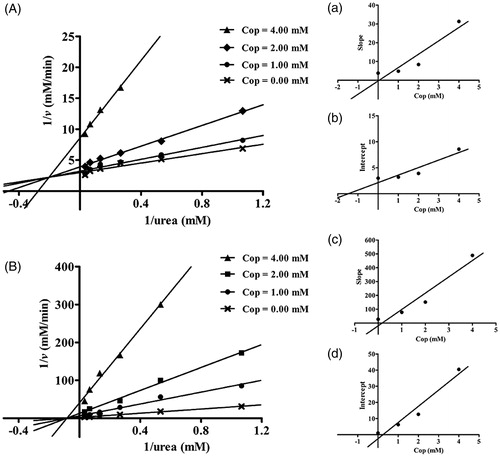 Figure 3. Determination of inhibition type and inhibition constant of coptisine (Cop) on urease. Lineweaver–Burk plots of 1/v versus 1/urea in HPU (A) and JBU (B) in the absence or presence of 1.00, 2.00, or 4.00 mM Cop. (a, c) The inhibition constant Ki was determined from the plot of slope versus Cop concentration. (b, d) The inhibition constant Kis was determined from the plot of intercept versus Cop concentration.