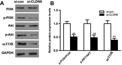 Figure 7 Effect of CLDN6 knockdown on activation of PI3K pathway in HEC-1B cells.