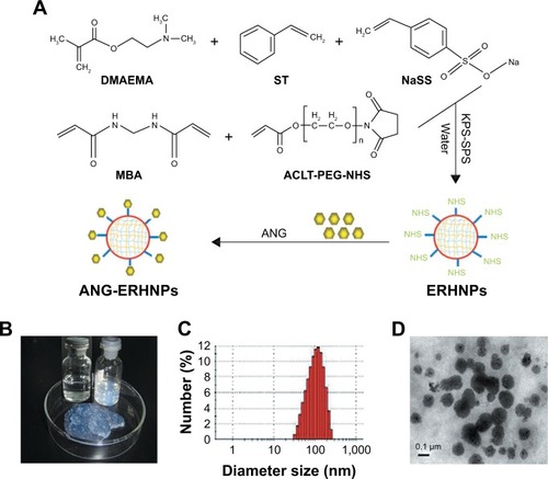 Figure 6 Synthesis and characterization of the ANG-ERHNPs.Notes: (A) Synthesis of the ANG-ERHNPs. (B) Photograph of the ERHNP dispersion. (C) Particle size distribution of the ERHNPs. (D) TEM image of the ERHNPs. Adapted from Ying X, Wang Y, Liang J, et al. Angiopep-conjugated electro-responsive hydrogel nanoparticles: therapeutic potential for epilepsy. Angew Chem Int Ed Engl. 2014;53(46):12436–12440. Copyright (2014) with permission from John Wiley and Sons.Citation72Abbreviations: ACLT-PEG-NHS, acrylate-poly(ethylene glycol)-Nhydroxysuccinimidylester; ANG, angiopep-2; DMEMEA, 2-dimethylamino ethyl methacrylate; ERHNPs, electro-responsive hydrogel NPs; KPS-SPS, different sulfonates; MBA, N,N′-methylene bisacrylamide; NPs, nanoparticles; ST, Styrene; TEM, transmission electron microscopy.