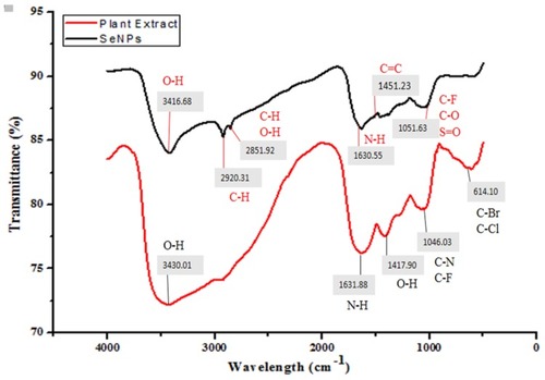 Figure 5 The Infrared spectral bands of T. ammi plant extract at 3,430 cm−1, 1,631.88 cm−1, and 1,046 cm−1 (Red) were shifted to 3,416.68 cm−1, 1,630.55 cm−1, and 1,051.63 cm−1 in the spectra of biogenic SeNPs (Black), indicating the involvement of O-H, N-H, and C-F groups in the biosynthesis of selenium nanoparticles.