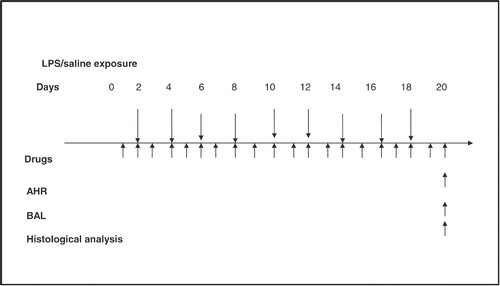 Figure 1. Schedule of the study: Chronic (9 exposures, 48 hours apart) exposure (60 min) to nebulized lipopolysaccharides (LPS) (30 μg/ml) or vehicle (pathogen-free saline) of conscious guinea pigs, with and without Montelukast or dexamethasone treatment. Airway hyperreactivity (AHR) was measured at 48 hours after the final exposure to LPS, bronchoalveolar lavage fluid (BALF) was conducted for cellular analysis and tumor necrosis factor (TNF) α level measurement. Lungs for malondialdehyde, histone deacetylase activity and histological analysis) were collected at 48 hours. Test drugs were administered every day, usually 30 minutes before exposure on days of LPS challenge.