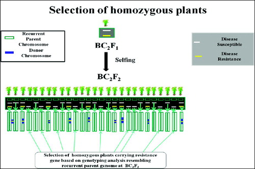 Figure 2. Schematic representation of selection of homozygous plants for the donor allele. Source: modified from IRRI, (2014) with permission (www.knowledgebank.irri.org).