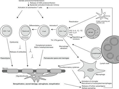 Figure 1 Immunopathogenesis of multiple sclerosis.
