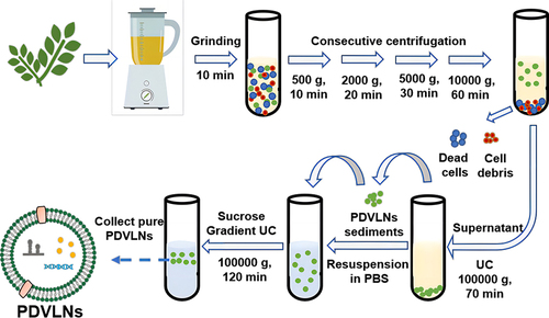 Figure 1 Isolation and purification of PDVLNs. PDVLNs can be isolated and purified by consecutive centrifugation, including ultracentrifugation and sucrose gradient ultracentrifugation. Dead cells and cell debris are discarded after continuous centrifugation and the supernatant is retained. After ultracentrifugation, the supernatant is discarded and the sediments are retained.