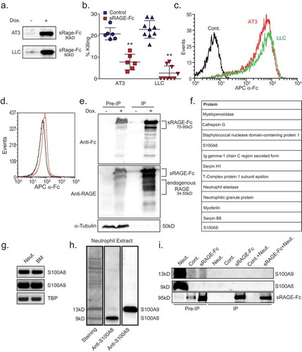 Figure 3. Soluble RAGE-Fc binds strongly to tumor cells and forms homophilic RAGE–RAGE interaction.a. Western blot analysis of tet-inducible sRAGE-Fc expression (Dox.) in the supernatant of AT3 and LLC cells. b. Killing of tet-inducible sRAGE-Fc-expressing AT3 and LLC tumor cells by neutrophils with or without doxycycline (Dox.) induction. n = 5–9. c. Flow cytometry analysis of sRAGE-Fc binding to AT3 and LLC cells. The black histogram represents the 2nd antibody only. d. Flow cytometry analysis of sRAGE-Fc binding to neutrophils (Red histogram). The black histogram represents the 2nd antibody only. e. Co-immunoprecipitation of endogenous RAGE with sRAGE-Fc. Lysates of control and sRAGE-Fc overexpressing AT3 cells were incubated with Protein A-beads, and the co-immunoprecipitated proteins analyzed by Western blotting. Antibody to Fc detects the higher MW sRAGE-Fc band, while anti-RAGE detects both sRAGE-Fc (75–95 kD) and endogenous Rage (34–55 kD). Antibody to α-Tubulin was used for loading control, and can only be detected in Pre-IP samples. Pre-IP presents 1/50 of the input IP sample. The samples were run under reducing conditions. f. Summary of mass spectrometry analysis of neutrophil proteins interacting with AT3-derived sRAGE-Fc. g. RT-PCR of S100A8, S100A9 and TBP in neutrophils and bone marrow. h. Left lane is Pierce blue staining of neutrophil extract run on SDS-PAGE gel. The middle and right lanes are Western blotting for S100A8 and S100A9 expression, respectively, in the same neutrophil extract. i. Co-immunoprecipitated neutrophil proteins were analyzed by Western blotting using antibodies to S100A8, S100A9 or Fc to detect sRAGE-Fc. The three first lanes represent Pre-IP samples that were loaded 1/50 of the input IP sample. Neut. = Neutrophils; Cont. = Control AT3 cells; sRAGE-Fc = AT3 cells expressing sRAGE-Fc. The samples were run under reducing conditions. ** p <0 .001.