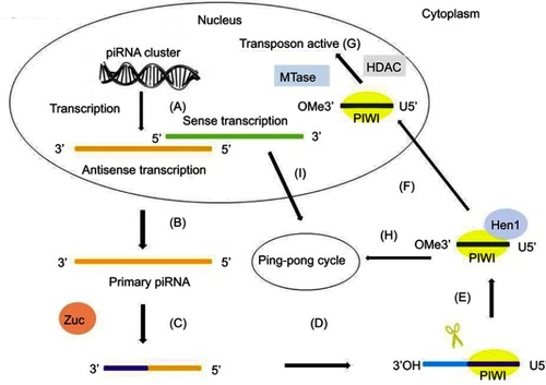 Figure 1 The primary synthesis mechanism of piRNAs. The primary synthesis of piRNAs occurs in the nucleus and cytoplasm. (A) The antisense transcription and sense transcription are transcribed from piRNA clusters in the nucleus. (B) Antisense transcription is transported to the cytoplasm. (C) The primary transcript is first cleaved by Zuc. (D) The 5ʹ-fragment is incorporated in PIWI proteins and shows a preference for uridine (U). (E) An exonuclease trims the piRNA–PIWI to its final length and the enzyme Hen1 methylates the 2ʹ-hydroxy group at the 3ʹ end. (F) The piRNA–PIWI complexes migrate back to the nucleus. (G) With the help of MTase and HDAC, piRNA–PIWI complexes in the nucleus carry out their transposon active activity. (H) piRNA–PIWI complexes in the cytoplasm enter the ping-pong cycle. (I) The sense transcription in the nucleus is transported to the cytoplasm and enters the ping-pong cycle.Abbreviations: piRNA, PIWI-interacting RNA; Zuc, Zucchini.