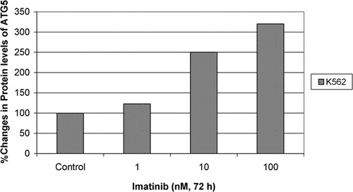 Figure 5. Protein levels of ATG5 gene in response to imatinib in K562 cells were determined by western blot and fold changes in protein levels were determined by densitometric analysis.