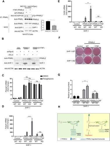 Figure 5. SHP-1 regulates PPARγ2-mediated adipogenesis through tyrosine residue 78. (A) NIH3T3 cells overexpressing Pparg2 and Pparg2 (Y78F) in SHP-1-WT background were treated with 20 µM MG132 for 1 h. During the last 30 min of MG132 incubation, cells were treated with 20 µM of bpV(HOpic). Protein lysates were prepared and immune-precipitated using a PPARγ-specific antibody. Expression of indicated proteins was determined by western blot analysis using respective antibodies (N = 2). (B) Knockdown (KD) of SHP-1 in NIH3T3 cells stably expressing PPARγ2-WT or PPARγ2-Y78F using lentiviral-mediated shRNA transduction. Expression of indicated proteins was confirmed by western blot analysis (N = 2). (C–E) mRNA levels of Pparg2 (C), Fabp4 (D) and Cd36 (E) were determined by qPCR in NIH3T3 SHP-1-WT or -KD cells stably transduced with empty vector (Control), PPARγ2-WT or -Y78F. Cells were treated with either DMSO or 100 nM rosiglitazone for 16 h (N = 3). (F) NIH3T3 cells with or without knockdown of SHP-1 stably expressing either control retroviral vector, PPARγ2-WT or -Y78F were cultured to confluence and then treated with rosiglitazone (100 nM). On day 10, cells were fixed and lipid content was determined by oil red O staining. (G) Quantification of oil red O-staining from cells shown in Figure 5F. Oil red O-stained NIH3T3 cells were dissolved in isopropanol and intracellular lipid content was quantified by measuring absorbance at 500 nm (N = 3). (H) Model depicting the control of PPARγ2 activity by SHP-1. This figure was partly generated using Servier Medical Art (https://smart.servier.com), provided by Servier, licensed under a Creative Commons Attribution 3.0 unported license.