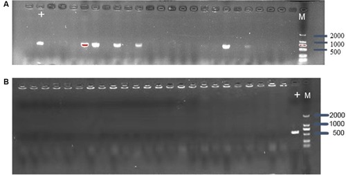 Figure 2 (A) Confirmation of mcr-1 gene presence in E. coli C600+pHNSHP45 by PCR amplification with primer mcr-1-JD-F/R. The M means 2000bp marker. The + lane is a C600+pHNSHP45 strain transformed with pCas9 as positive control. The other lanes mean C600+pHNSHP45 strain transformed with pCas9-m1 (B) Confirmation of mcr-1 gene elimination in C600+pUC19-mcr-1 by PCR amplification with primer mcr-1-JD-F/R.