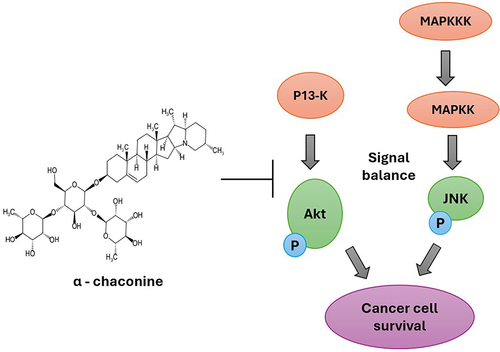 Figure 1 Apoptotic effect of α-chaconine inhibiting the phosphorylation of JNK and AKT pathways in cancer cell.