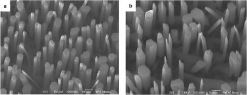 Figure 8. SEM comparison of GaN NWs, (a) with rotation (20 rpm) and (b) without rotation, using MBE. Figures reproduced with permission from Ref. [Citation42], Copyright © 2009, Elsevier.