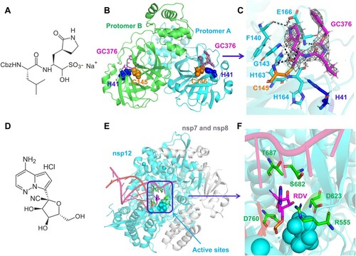 Figure 1. Structural analysis of GC-376 and GS441524 targeting SARS-CoV-2 Mpro and RdRp. (A) The dipeptidyl protease inhibitor, GC376. (B) Crystal structure of SARS-CoV-2 Mpro in complex with GC376. (C) GC376 interacts covalently with the active cysteine site of SARS-CoV-2 Mpro. Electron density at 1.5 σ is shown in grey mesh. Hydrogen bonds are shown as black dashed lines. (D) The chemical structure of GS-441524. (E) Cryo-EM structure of the apo nsp12-nsp-7-nsp8 RdRp complex (PDB ID: 7BV2). (F) Enlarged view of the active sites, depicting the interaction between RDV and surrounding amino acids.