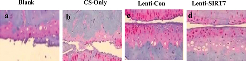 Figure 10. Eosin-hematoxylin staining results of tissue sections of tibial defects 6 weeks postoperatively (a. blank control group; b. chitosan scaffold group; c. control group; d. knockout SIRT7 group).