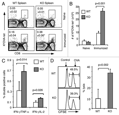 Figure 2. Enhanced memory CD8+ T-cell population in the absence of B7-H1. Mice were immunized with OVA plus poly I:C and were re-stimulated with OVA on day 40 after immunization. On day 4 after re-stimulation, spleen cells were isolated from naïve or immunized WT and B7-H1-deficient mice for analysis. (A) Percentage of OVA-specific tetramer+ CD8+ T cells, *p < 0.05 compared with WT mice. (B) Graph shows absolute number of OVA-specific tetramer+ CD8+ T cells (mean ± SD, n = 3). (C) Flow cytometry analysis of intracellular production of cytokines in CD8+ T cells from immunized mice (mean ± SD, n = 3). (D) In vivo cytolytic activity in immunized mice. OVA-peptide or control-peptide pulsed target cells (syngeneic splenocytes) were labeled with high or low dose CFSE (5 μM for OVA-peptide pulsed cells; 0.5 μM for control-peptide pulsed cells) and mixed (1:1, 2.5x106 of each) and injected i.v. into WT or B7-H1-deficient mice. Histogram plots show the percentage of remaining target cells in the spleen 4 h after target cell transfer. Bar graph shows percentage of specific lysis in the spleen (mean ± SD, n = 3).