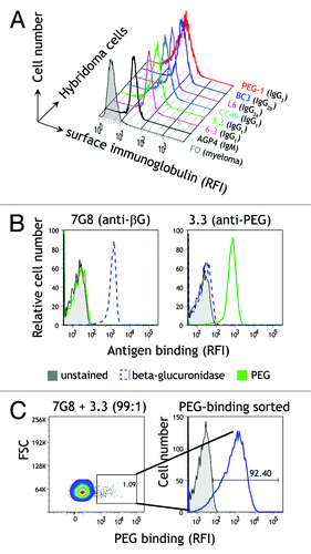 Figure 2. Analysis of membrane immunoglobulin on hybridoma cells. (A) Membrane-bound immunoglobulin on hybridoma and FO myeloma cells was detected by flow cytometry after staining the cells with goat anti-mouse Ig and rabbit anti-goat FITC. (B) Functional antigen-binding of membrane immunoglobulin on 3.3 anti-PEG and anti-β-glucuronidase 7G8 hybridoma cells was detected on a flow cytometer with biotinylated PEG or β-glucuronidase antigens followed by Alexa Fluor 647-conjugated streptavidin. (C) 7G8 anti-β-glucuronidase and 3.3 anti-PEG hybridoma cells mixed at a ratio of 99:1 were stained with 0.5 nM biotin-PEG and Alexa Fluor 647-conjugated streptavidin. Hybridoma cells that bound biotin-PEG (left panel) were collected with a fluorescence-activated cell sorter, cultured for 5 d and then stained with biotin-PEG and Alexa Fluor 647-streptavidin (right panel).