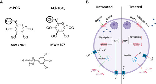 Figure 8 A hypothetical model explains the effects of PGG/TGQ on GSIS. (A) Structures of PGG and TGQ are included to show their relatively large molecular weights and their polarity with hydrophilic features and tendency of extracellularly functioning. (B) Model. Left, normal (untreated) GSIS in beta-cells. Right, beta-cells treated with α-PGG/6Cl-TGQ, resulting in reduced GSIS. See Discussion section for the detailed explanation of the mechanism underlying the action of the compounds.