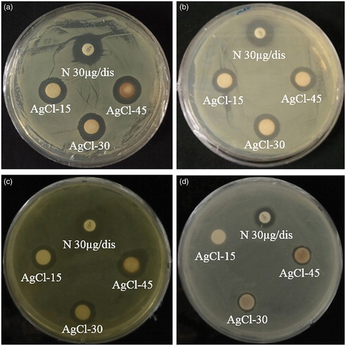 Figure 5. Antimicrobial activity of Gu–AgClNPs against S. aureus (a), E. coli (b), S. enterica (c), and P. aeruginosa (d). Notes: N: Neomycin (NEO30) was maintained as positive control. About 30 μL of different concentrations (500, 1000, and 1500 μg/mL) of Gu–AgClNPs was added into each disc.