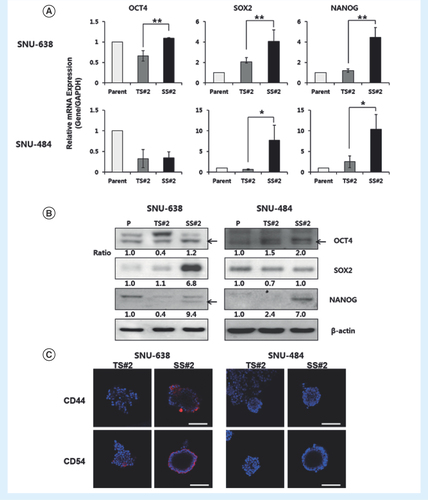 Figure 3.  Cancer stem cell-like properties of spheroid cells derived from SNU-638 and SNU-484 cells. (A) mRNA expression of stemness markers in parent and spheroid cells as measured by qRT-PCR. Each data point represents the mean of three replicates. Error bars represent standard deviation. **p < 0.01; *p < 0.05 compared to the parent group (n = 3). Expression levels were normalized to that of GAPDH. (B) Western blot analysis of stemness proteins; beta-actin was used as a loading control. Band intensity was measured with a densitometer and values are expressed relative to that of the loading control. (C) Immunofluorescence images of TS#2 and SS#2 spheroids stained with anti-CD44 or anti-CD54 antibodies (red color). The blue signal represents nuclear DNA staining by Hoechst 33342 (20x magnification, scale bar = 100 μm).