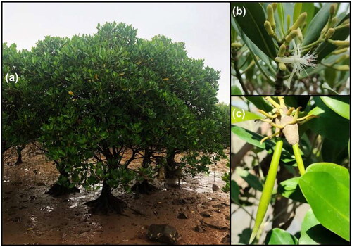 Figure 1. The photograph of the tree (a) was taken by xiuming Xu in the field (guangxi, China). the photographs of flowers (b) and hypocotyl (c) were taken by chengcheng hou in the field (xiatanwei coastal wetland park, Fujian, China). K. obovata produces pencil-shape seedlings that germinate on the maternal plants.