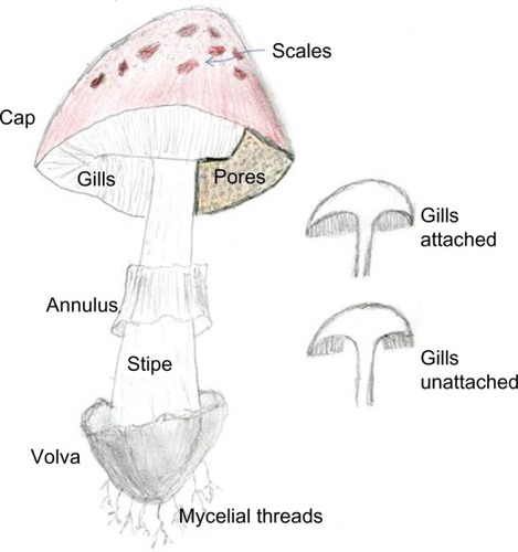 Figure 1 Macromorphological characteristics of mushrooms used for identification.