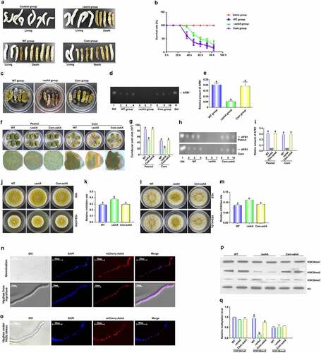 Figure 2. The role of AshA in the A. flavus virulence against silkworm and crop kernels, and its subcellular location and the methylation site and levels catalyzed by it. (a) Photographs of the silkworms infected with the WT (WT group), ΔashA (ΔashA group) and Com-ashA (Com group) of A. flavus strains after 1 week incubation. (b) the survival rate of silkworms 1 week after injection of above A. flavus strains, respectively. (c) Photographs of the dead silkworms infected by A. flavus after 6 d incubation in dark under 28°C. (d) TLC analysis of AFB1 levels produced in infected dead silkworms that are shown in C. (e) the histogram showing the relative amount of AFB1 in silkworms according to panel D. (f) Photographs of the peanut seeds and corn kernels infected with the A. flavus WT, ΔashA and Com-ashA strains after 7 d incubation in the dark. (g) Quantification of conidia from the surface of A. flavus strains colonized peanut and corn grains in panel a and B. (h) TLC analysis of AFB1 levels of A. flavus strains colonized peanut and corn grains shown in panel F. (i) Relative amount of AFB1 in peanut and corn grains, according to the result of H. (j) Point inoculated cultures of A. flavus WT, ΔashA, and Com-ashA strains in YES and YES+80 µg/ml CFW. (k) Relative inhibition rate of CFW to A. flavus strains on the 4th d. (l) Point inoculated cultures of A. flavus WT, ΔashA and Com-ashA strains in YES and YES+5 mM H2O2 in the dark for 4 d. (m) the histogram showing relative inhibition rate of H2O2 to above A. flavus strains on the 4th d. (n) Maps of the germinating spore and hyphae shown by DIC imaging, the location of the nucleus with DAPI staining (Exciting wavelength: 405 nm UV light. Emission wavelength: 420–460 nm), the location of mCherry-AshA (Exciting wavelength: 552 nm. Emission wavelength: 600–630 nm), and merged photo of nucleus and mCherry-AshA. The mCherry-AshA was expressed under the promotor of gpdA(p). (o) Maps of hyphae under the stress of H2O2 with DIC imaging, DAPI staining, mCherry-AshA fluorescence imaging, and merged photo of DAPI staining and fluorescence imaging. (p) Western-blotting analysis on the bio-function of AshA in methylation level of H3K36me (1–3). (q) the histogram showing the relative 1–3 methylation level of H3K36 according to the results of western-blotting analysis in panel P according to the size and density of bands of H3K36me (1–3), respectively.