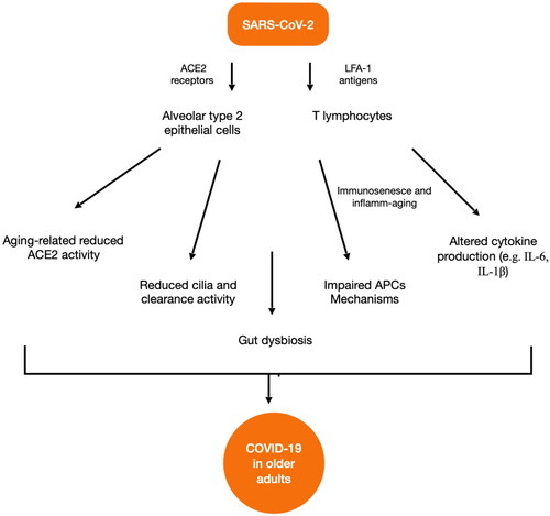 Figure 1. Aging-related mechanisms of disease from SARS-CoV-2. SARS-CoV-2: severe acute respiratory syndrome coronavirus 2; ACE2: angiotensin-converting enzyme 2; LFA-1: lymphocyte function-associated antigen 1; APC: antigen presenting cells; IL: interleukin; COVID-19: coronavirus disease 2019.