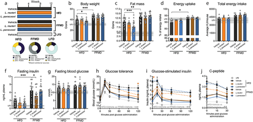 Figure 1. Body composition and insulin sensitivity are diet-dependently affected by probiotic strains. a) Experimental outline for all three studies with 12 weeks of feeding either High Fat Diet (HFD), Fast Food-mimicking Diet (FFMD) or Low Fat reference Diet (LFD) (matched to the FFMD in nutritional sources) with indicated total energy content in MJ/kg and energy distribution of macronutrients in percentage. Shades indicate mixed nutritional sources of the macronutrients. During the study, the mice were orally gavaged daily with either 10Citation8 CFU of either Limosilactobacillus reuteri (L. reuteri), Lacticaseibacillus paracasei subsp. paracasei (L. paracasei), or an equal volume of vehicle (PBS). b) Body weight in grams at the end of the study period. c) Fat mass in grams assessed by MR scan at the end of the study period. d) Energy uptake per cage monitored over 24 h as the inverse percentage of energy excretion compared to energy intake assessed in week 11 of the study. e) Accumulated energy intake per cage during the study period as average intake per mouse. f) Plasma 5 h fasting insulin assessed in week 10 of the study. g) Blood glucose levels of 5 h fasted mice in week 10 of the study. h) Blood glucose values from Study 1 during oral glucose tolerance test (oGTT) with 1.5 µg/g lean mass dextrose in week 10. i) Corresponding plasma insulin levels during oGTT. j) Corresponding plasma C-peptide levels during oGTT. b-g) Bars indicate group mean ± SEM. Points represent individual mice; individual studies are identified by point shapes where circles indicate Study 1, triangles Study 2, and squares Study 3. Dashed line indicates LFD group mean with interquartile range shown in gray. Asterisks indicate fdr-corrected q-values <0.05 using linear mixed effects models comparing indicated groups. h-j) Lines indicate group mean ± SEM. Asterisks indicate p-values <0.05 using two-way ANOVA with multiple comparisons between vehicle-treated groups or Lactobacillu treated group to vehicle-treated group fed the same diet with Bonferroni post-hoc test. b, c, f, g) LFD+Vehicle n = 21, HFD+Vehicle n = 20, HFD+L.Reuteri n = 9, HFD+L.Paracasei n = 20, FFMD+Vehicle n = 18, FFMD+L.Reuteri n = 21, FFMD+L. paracasei n = 20. d-e) LFD+Vehicle n = 7, HFD+Vehicle n = 7, HFD+L.Reuteri n = 9, HFD+L.Paracasei n = 7, FFMD+Vehicle n = 6, FFMD+L.Reuteri n = 7, FFMD+L. paracasei n = 7. h-j) LFD+Vehicle n = 8, HFD+Vehicle n = 9, HFD+L.Reuteri n = 9, HFD+L.Paracasei n = 9, FFMD+Vehicle n = 9 (i-j n = 8 due to insufficient plasma volume from one mouse), FFMD+L.Reuteri n = 9, FFMD+L. paracasei n = 8.