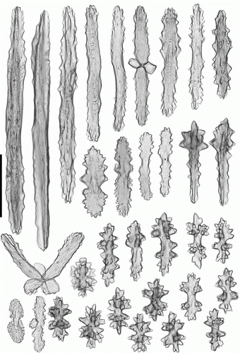Figure 17.  Heteropolypus sol sp. nov. holotype (ZMMU Ec-111). Sclerites of tentacles of autozooids. Scale 0.1 mm.