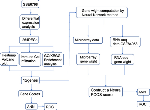 Figure 1 Schematic illustration of study design. A total of 264 differentially expressed genes were obtained from the differential expression analysis of GSE6798 data set. The random forest model was used to test the potential of all 264 deg as classification-related genes, and 12 key genes were identified. Artificial Neural Network (ANN), another machine learning algorithm, is used to calculate the weight of genes. Therefore, a general classification model called neural PCOS is established by using RF and ANN.