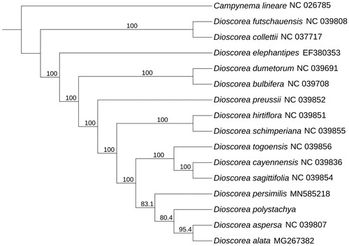 Figure 1. Maximum-likelihood phylogenetic tree for Dioscorea polystachya based on 16 complete chloroplast genomes.